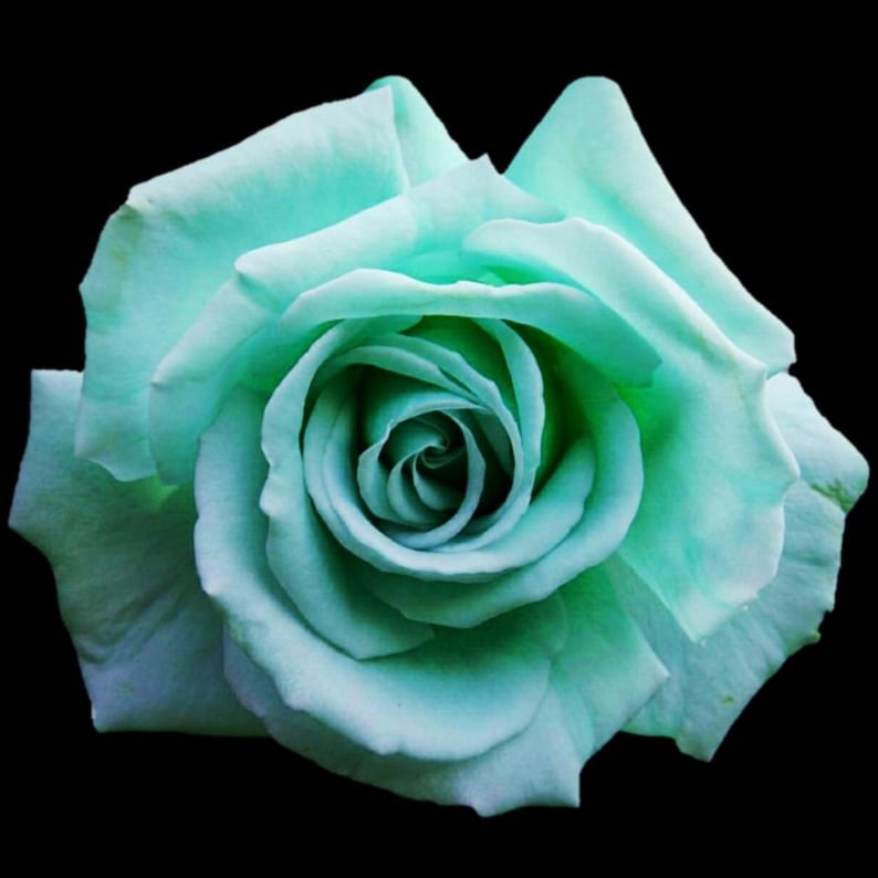 Mint Green Rose Flower Seeds