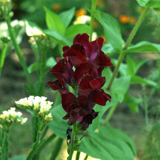 Black Prince Snapdragon Flower Seeds