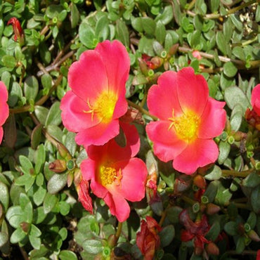 Calandrinia Umbellata 'Ruby Tuesday' Flower Seeds