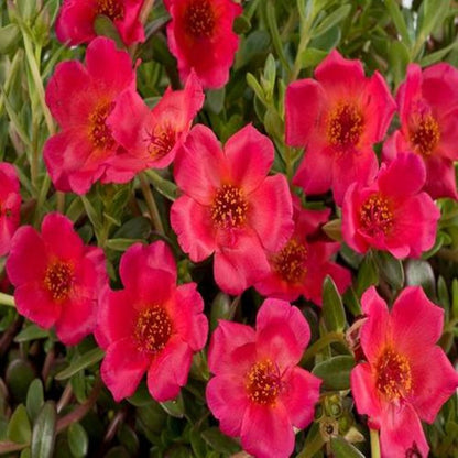 Calandrinia Umbellata 'Ruby Tuesday' Flower Seeds