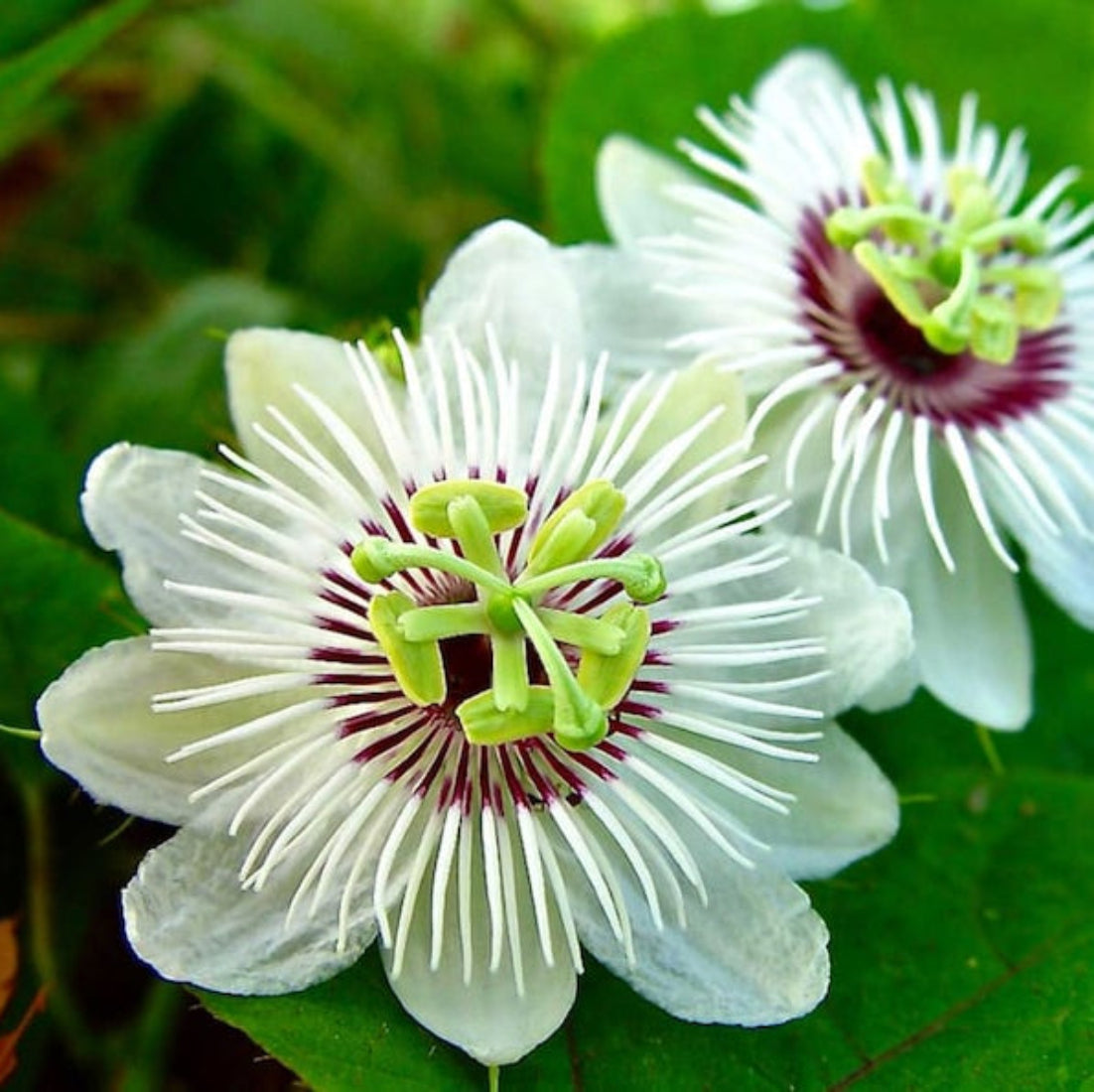 Passiflora Foetida Alba Flower Seeds