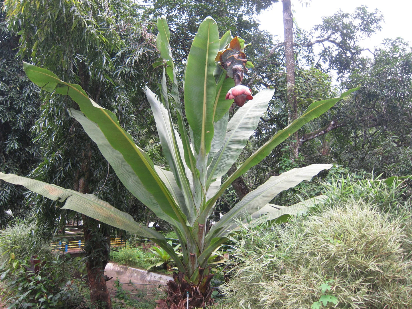Ensete Superbum Plant Seeds for Planting – Heirloom, Non-GMO, Tropical, Unique Appearance