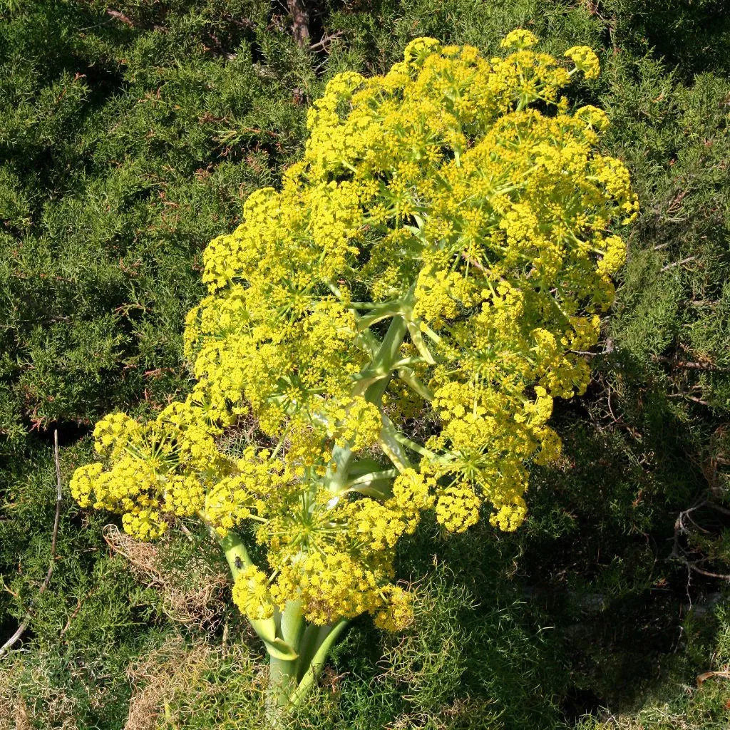 Riesen-Anis-Fenchel-Kräutersamen