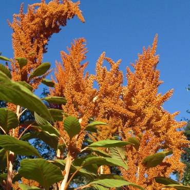 Amaranthus Orange Giant Seeds - Bold Orange Flowering Plant for Stunning Garden Displays