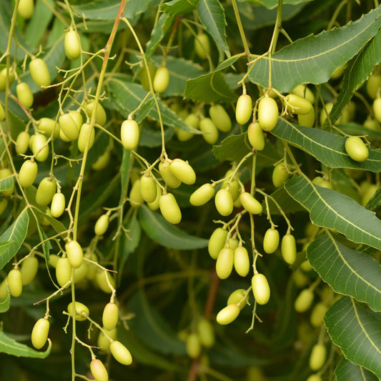 Neem Tree Seeds