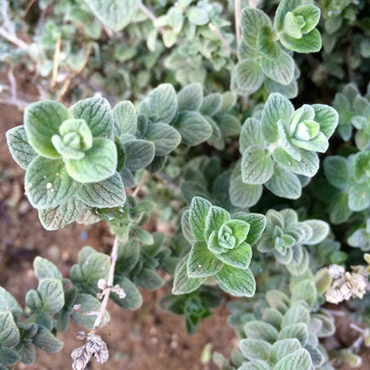 Wild Zaatar Oregano Herb Seeds