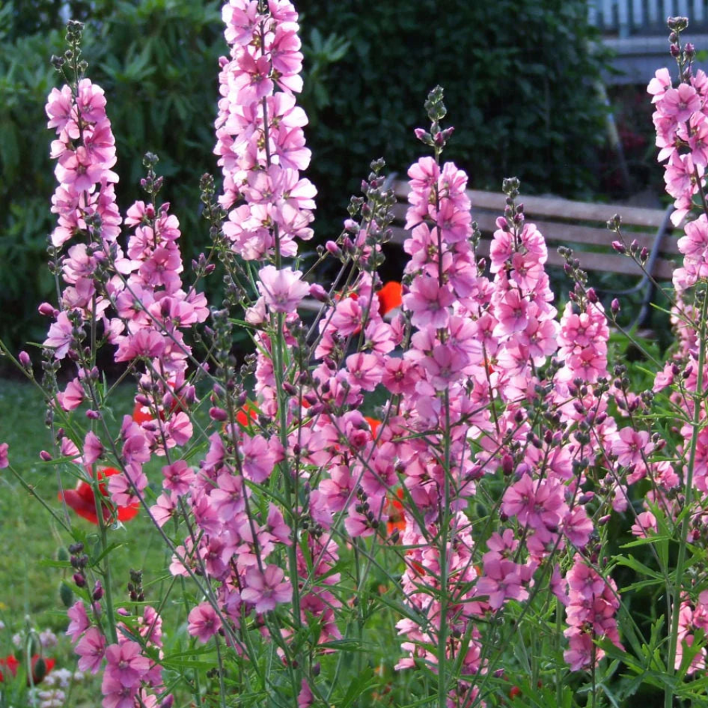 Pink Checkermallow Flower Seeds