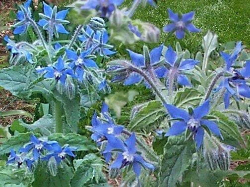 Blue Star Borage Herb Borago Officinalis Flower Seeds heirloom non-gmo organic garden seeds