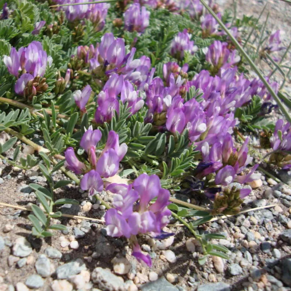 Astragalus Crassicarpus Flower Seeds