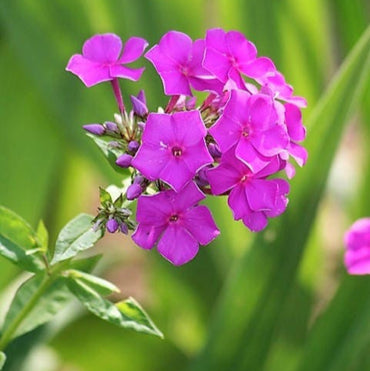 Purple Tall Phlox Flower Seeds