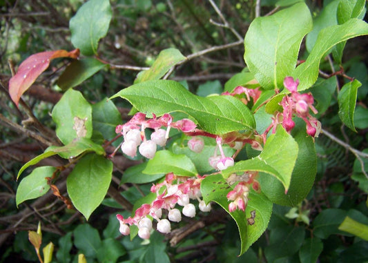 Salal Berry Gaultheria Shallon Shrub Seeds – Pink & White Flowers, Blue Fruit heirloom non-gmo organic garden seeds