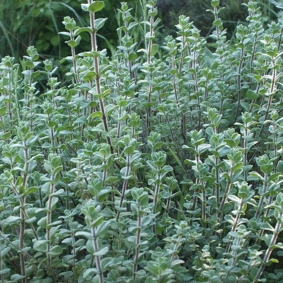 Semi di erba di Origanum Syriacum