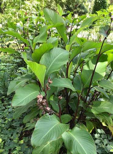 カンナ・エドゥリス植物の種子