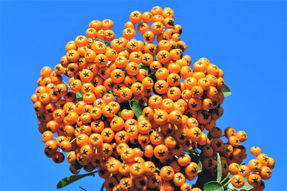 Seaberry Sea Buckthorn Elaeagnus Hippophae Rhamnoides Orange Berry Fruit Shrub Seeds heirloom non-gmo organic garden seeds