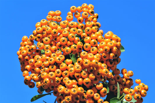 Seaberry Sea Buckthorn Elaeagnus Hippophae Rhamnoides Orange Berry Fruit Shrub Seeds heirloom non-gmo organic garden seeds