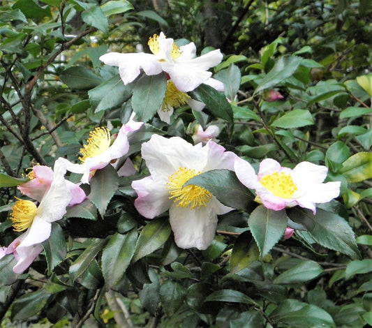 Tea Plant Black & Green Drinking Tea Camellia Sinensis Evergreen Tree Shrub Flower Seeds heirloom non-gmo organic garden seeds
