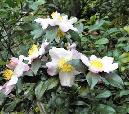 Tea Plant Black & Green Drinking Tea Camellia Sinensis Evergreen Tree Shrub Flower Seeds heirloom non-gmo organic garden seeds