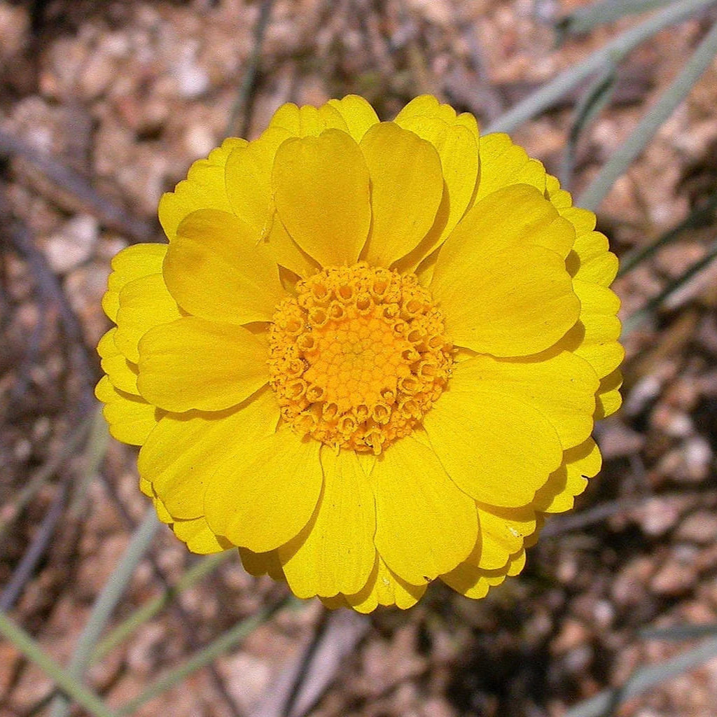 Desert  Flower Marigold Seeds