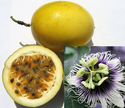 Yellow Passion Fruit Passiflora Edulis Flavicarpa Vine Seeds – Golden Passionfruit With Vibrant Flowers heirloom non-gmo organic garden seeds
