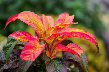 Amaranthus Illumination Plant Seeds