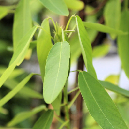 Codariocalyx Motorius Shrub Seeds for Planting – Heirloom, Non-GMO, Easy to Grow