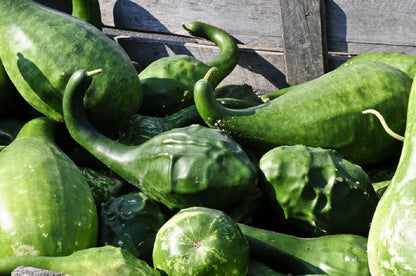 Caveman's Club Gourd Vegetable Seeds for Planting – Heirloom, Non-GMO, Unique Gourd