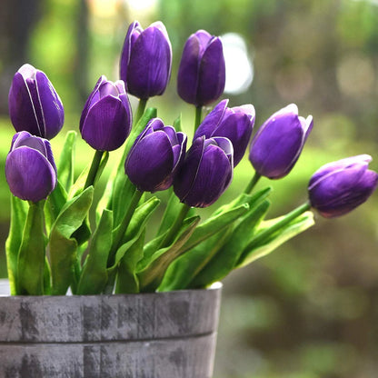 Purple Tulips Flower seeds for Planting Fragrant Blossoms Heirloom & GMO Free Seeds for Home Garden
 
 Sale