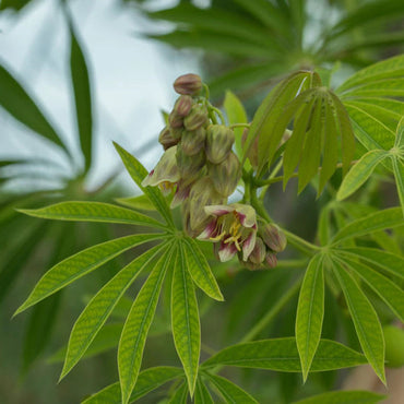 Semi di rara pianta di tapioca