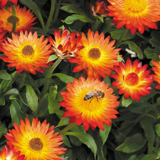 Orange Double Straw Flower Seeds