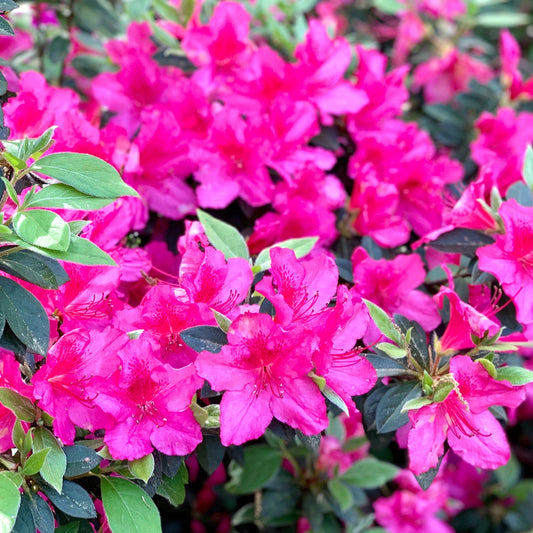 Azalea Autumn Royalty Flower Seeds
