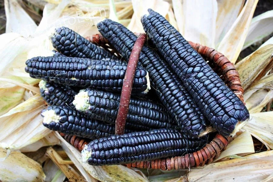 Purple Corn Seeds