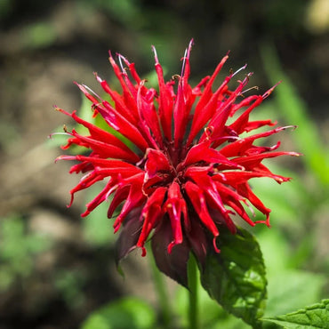 Scarlet Beebalm Flower Seeds