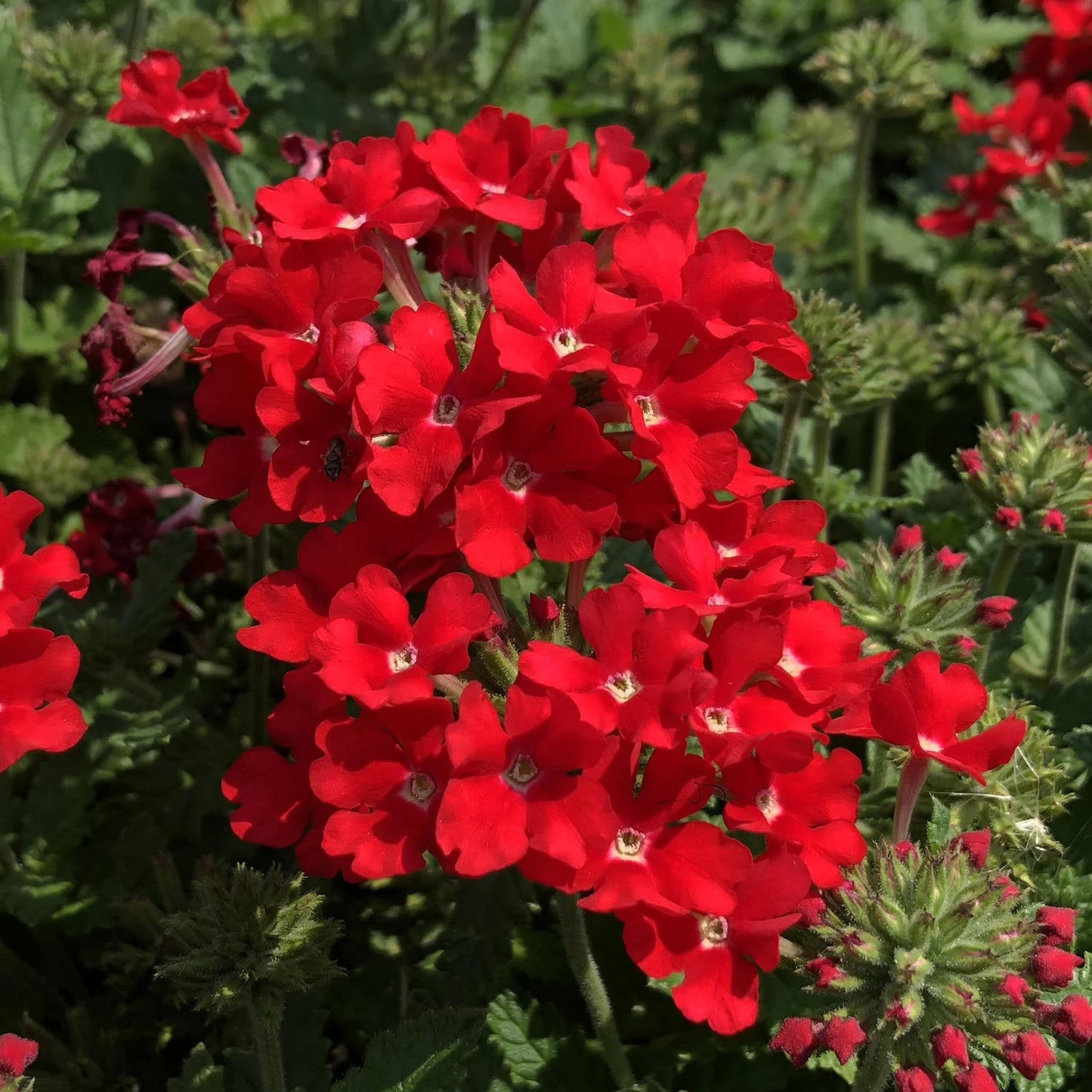 Verbena Scarlet Red Flower Seeds