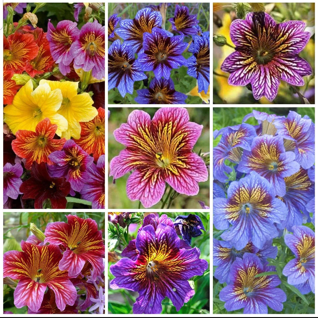 Painted Tongue Flower Seeds
