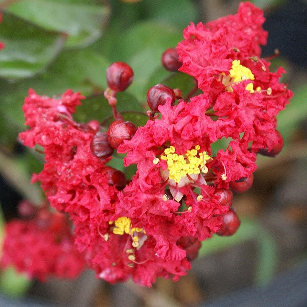 Red Crepe Myrtle Flower Seeds