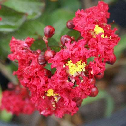 Red Crepe Myrtle Flower Seeds