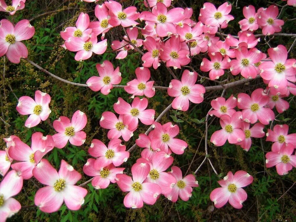 Pink Dogwood Flower Seeds