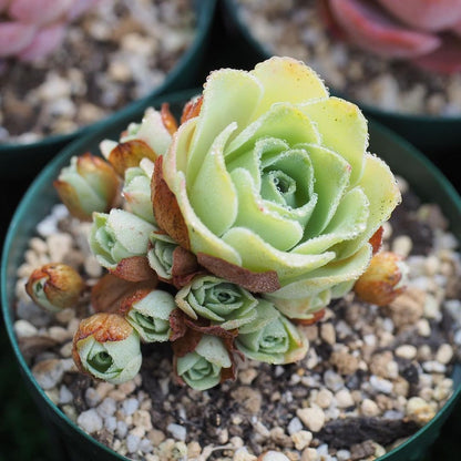 Greenovia Rose Succulent Flowers Seeds