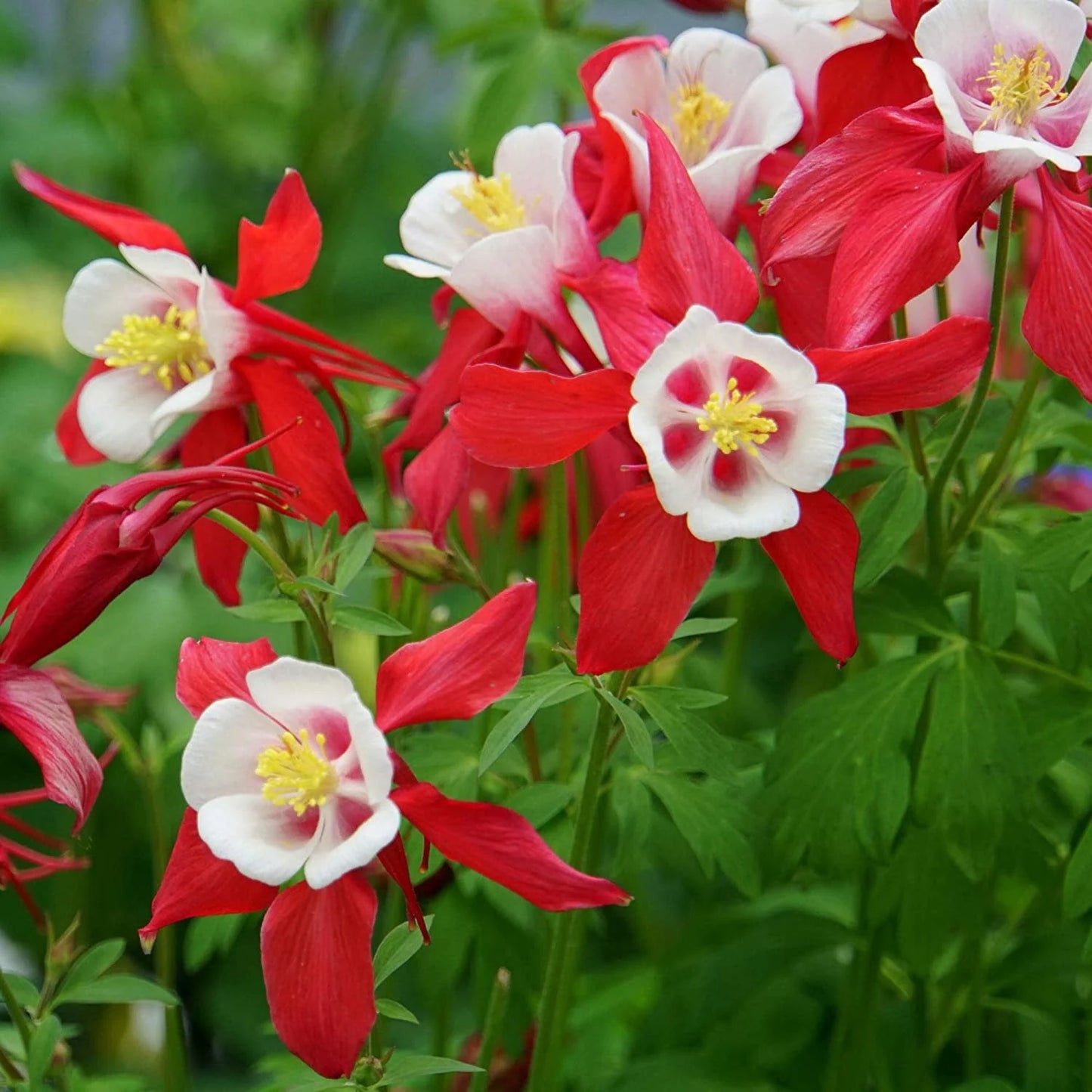 Canadian Columbine Flower Seeds