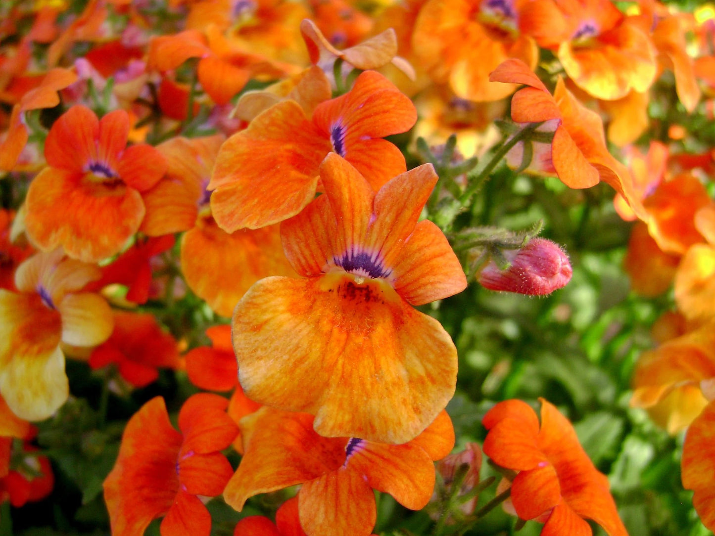 Nemesia Orange Flower Seeds