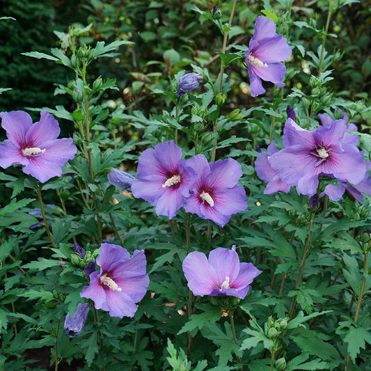 Purple Rose of Sharon Flower Seeds