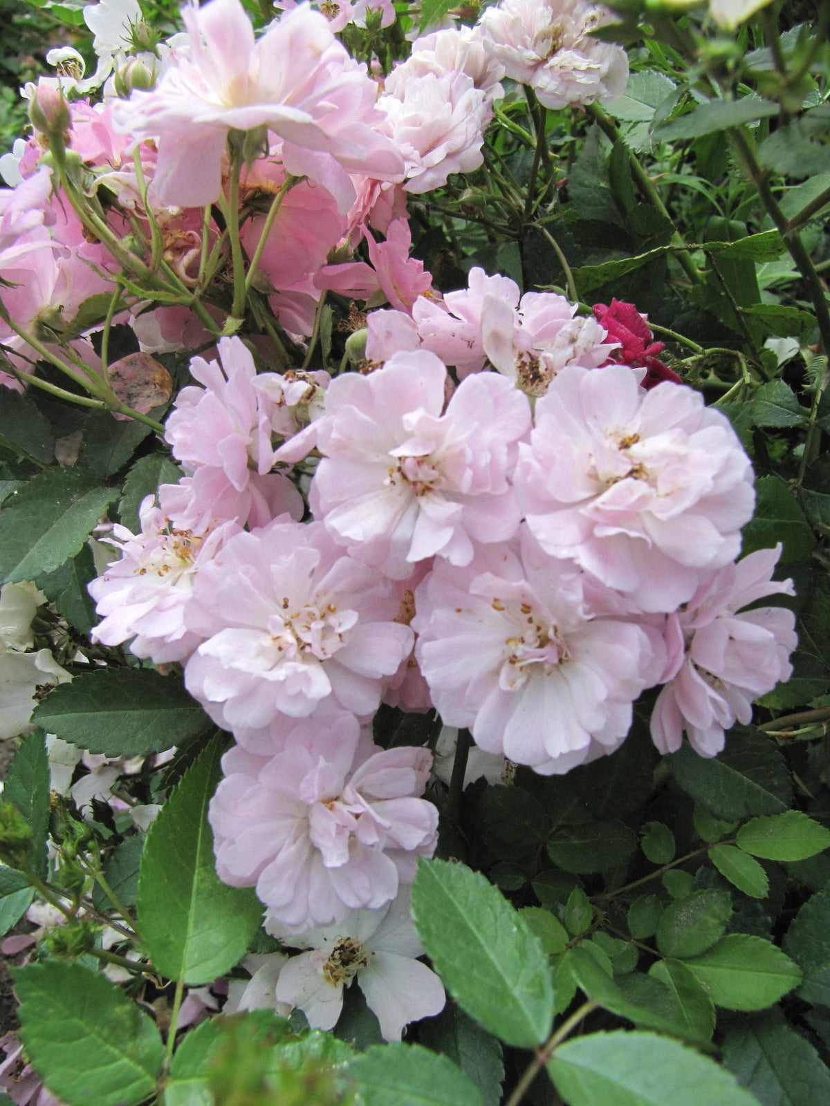 Pink Polyantha Flower seeds for Planting - Easy to Grow, Heirloom & GMO Free Seeds for Home Garden
 
 Sale for planting in home garden.