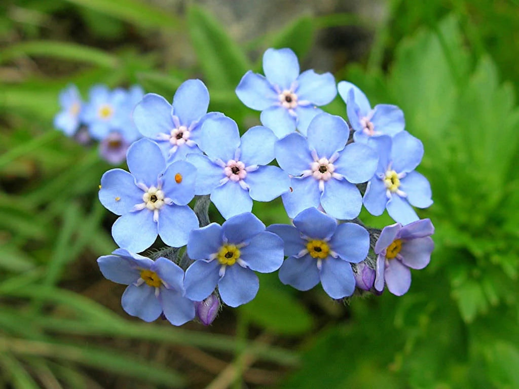 Myosotis Sylvatica Flower seeds for Planting Cottage Garden Essential Heirloom & GMO Free Seeds for Home Garden