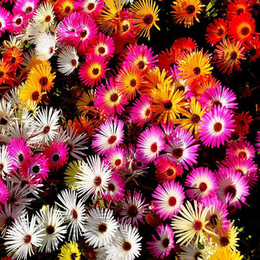 Ice Plant Flower Seeds