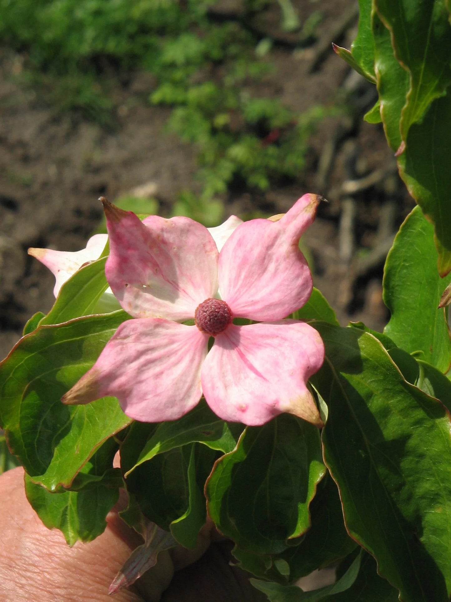 Pink Dogwood Flower Seeds