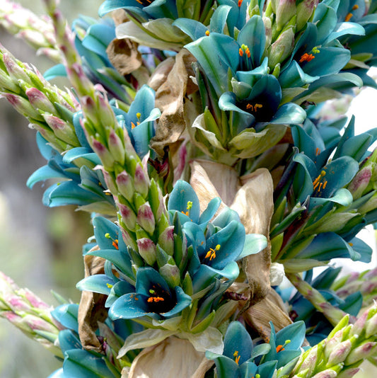 Sapphire Tower Flower Seeds