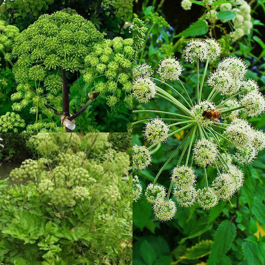 Semi di Erba di Angelica Archangelica