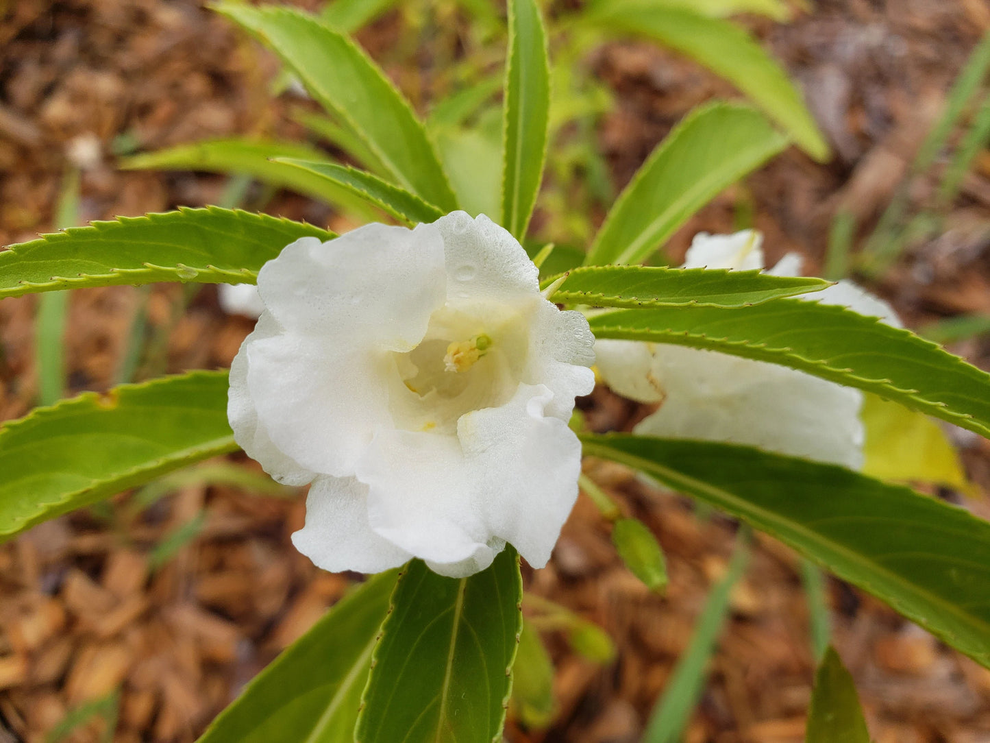 White Balsamina Flower Seeds - Your Guide to Easy Planting and Growing