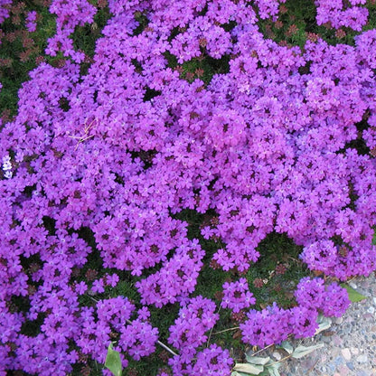 Semi di fiore tappezzante di verbena muschiata