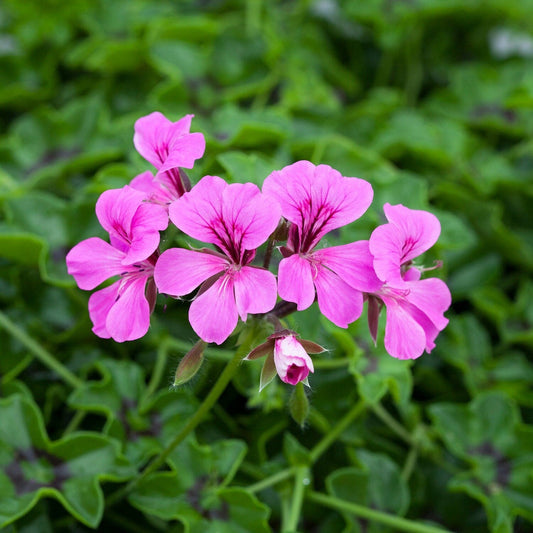 Purple Tornado Geranium Flower seeds for Planting - Garden Favorite, Heirloom & GMO Free Seeds for Home Garden
 
 Sale for planting in home garden.